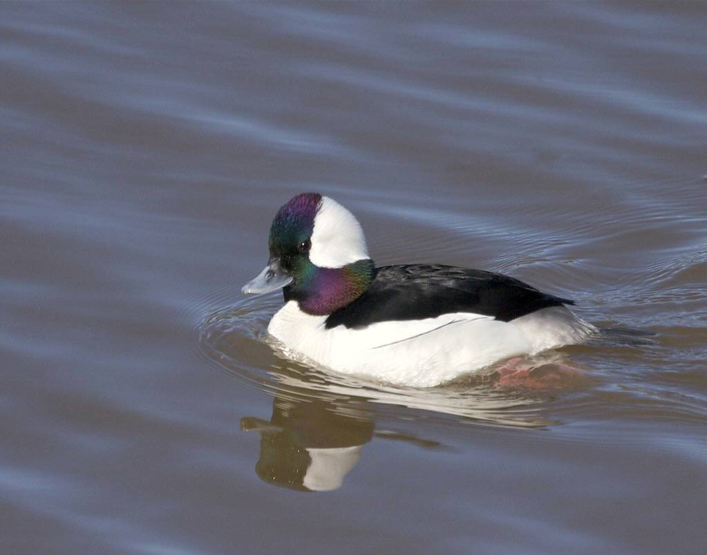 Bufflehead m. by flythebirdpath > > > is licensed under CC BY-NC 2.0.